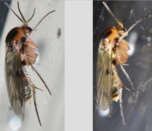 Mycetophila sp.
